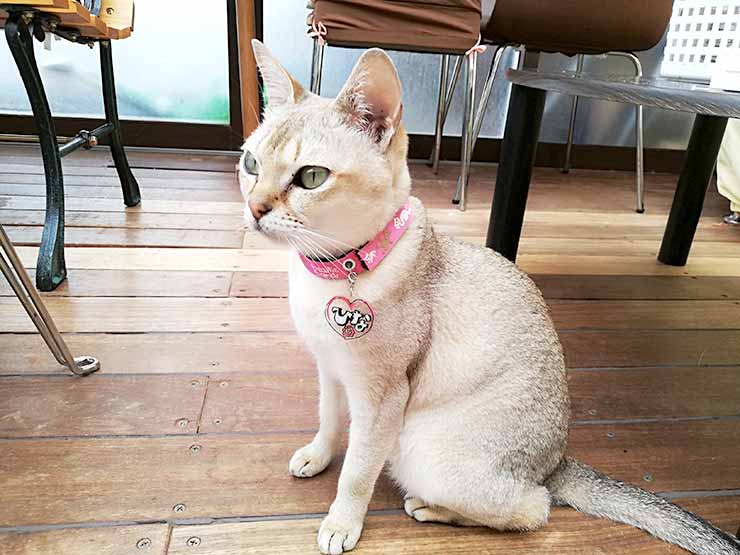 猫カフェ アミパ名取店は最高のおもてなし 癒し空間だった 写真多め Tora Memoとらめも