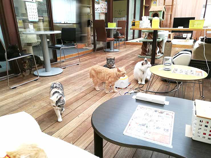 猫カフェ アミパ名取店は最高のおもてなし 癒し空間だった 写真多め Tora Memoとらめも