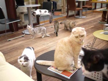 猫カフェ アミパ名取店は最高のおもてなし＆癒し空間だった【写真多め】