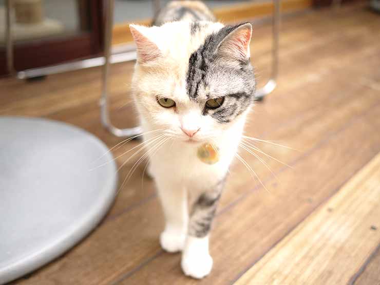 猫カフェ アミパ名取店は最高のおもてなし 癒し空間だった 写真多め Tora Memoとらめも